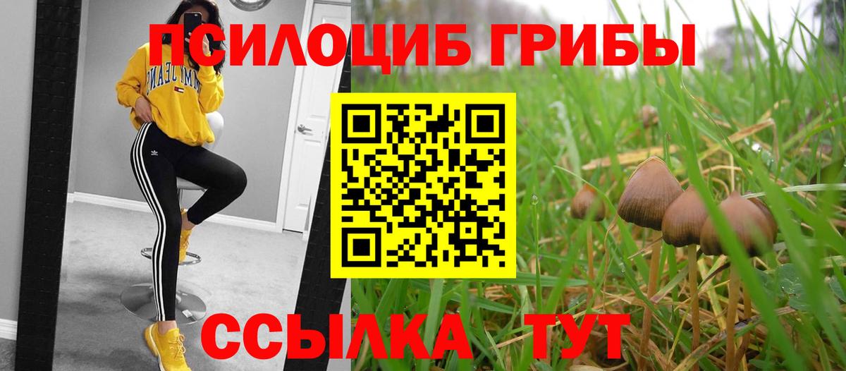 Борзя  Галлюциногенные грибы Psilocybine cubensis  Вход с VPN 